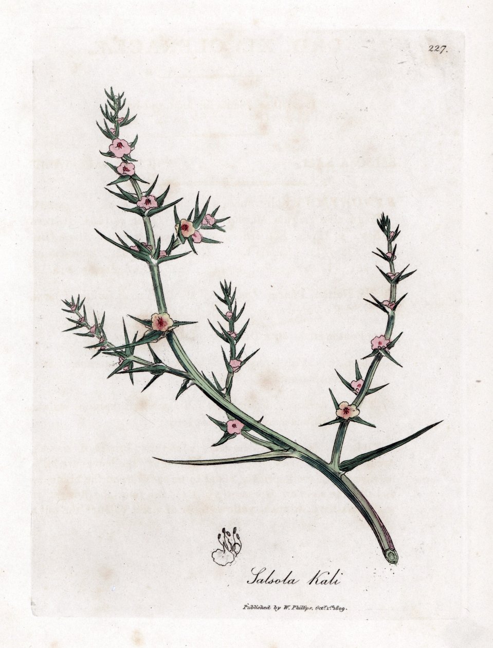 Soda brulee - Slaninka ostnitá, Kali turgida. Ručně kolorovaná mědirytina z botanické ilustrace Jamese Sowerbyho z Williama Woodvilla a Sira Williama Jacksona Hookera "" Medical Botany "," John Bohn, Londýn od James Sowerby
