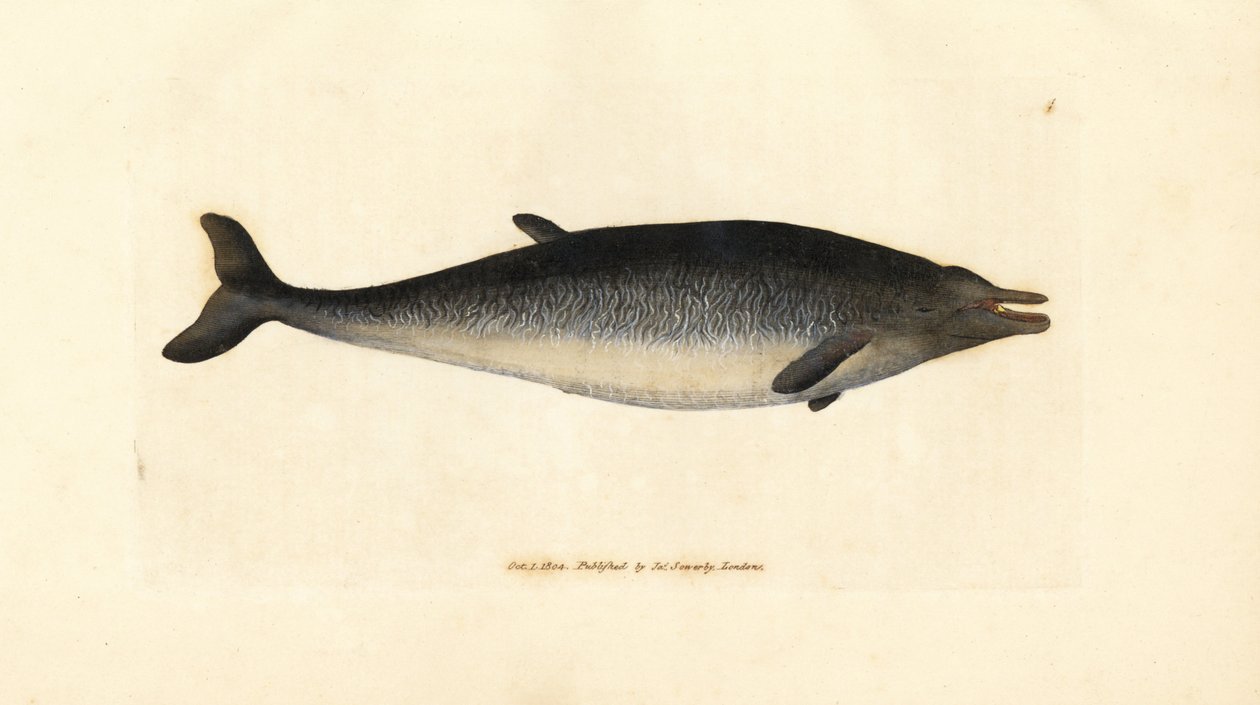 Sowerbyho zobák, Mesoplodon bidens (Physeter bidens, vorvaň dvouzubý). Ručně kolorovaná mědirytina od Jamese Sowerbyho z The British Miscellany nebo Barevné figurky nových, vzácných nebo málo známých zvířecích předmětů. od James Sowerby