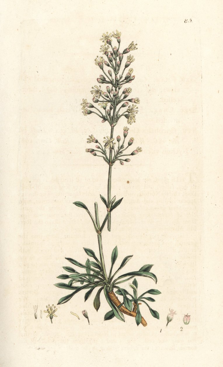 Moucha španělská, Silene otites (šampion španělský, Cucubalus otites) (silene a malé listy) Ručně kolorovaná mědirytina podle ilustrace Jamese Sowerbyho z James Smith