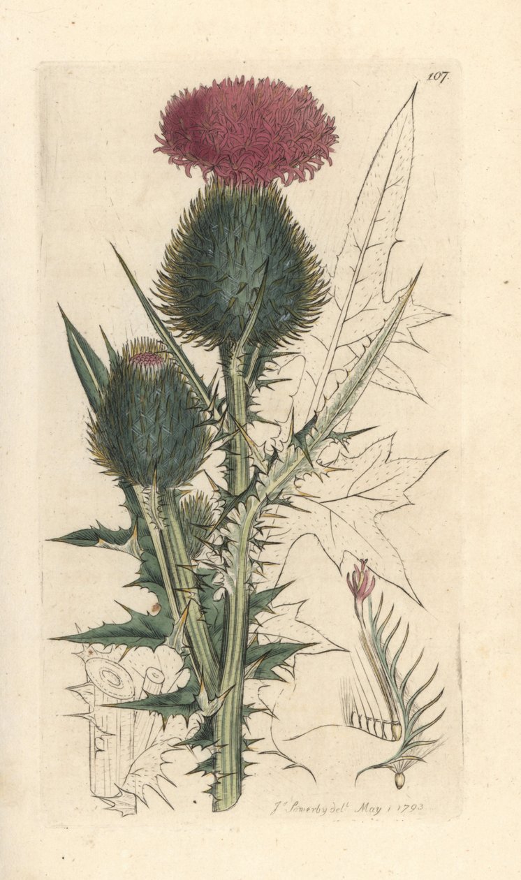 Bodlák kopinatý, Cirsium vulgare (Carduus lanceolatus) (Carduus lanceolatus) Ručně kolorovaná mědirytina podle ilustrace Jamese Sowerbyho z James Smith