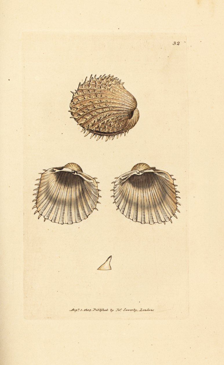 Srdcovka ostnitá, Acanthocardia aculeata (Cardium spinosum). Ručně kolorovaná mědirytina od Jamese Sowerbyho z The British Miscellany nebo Barevné figurky nových, vzácných nebo málo známých zvířecích předmětů. od James Sowerby