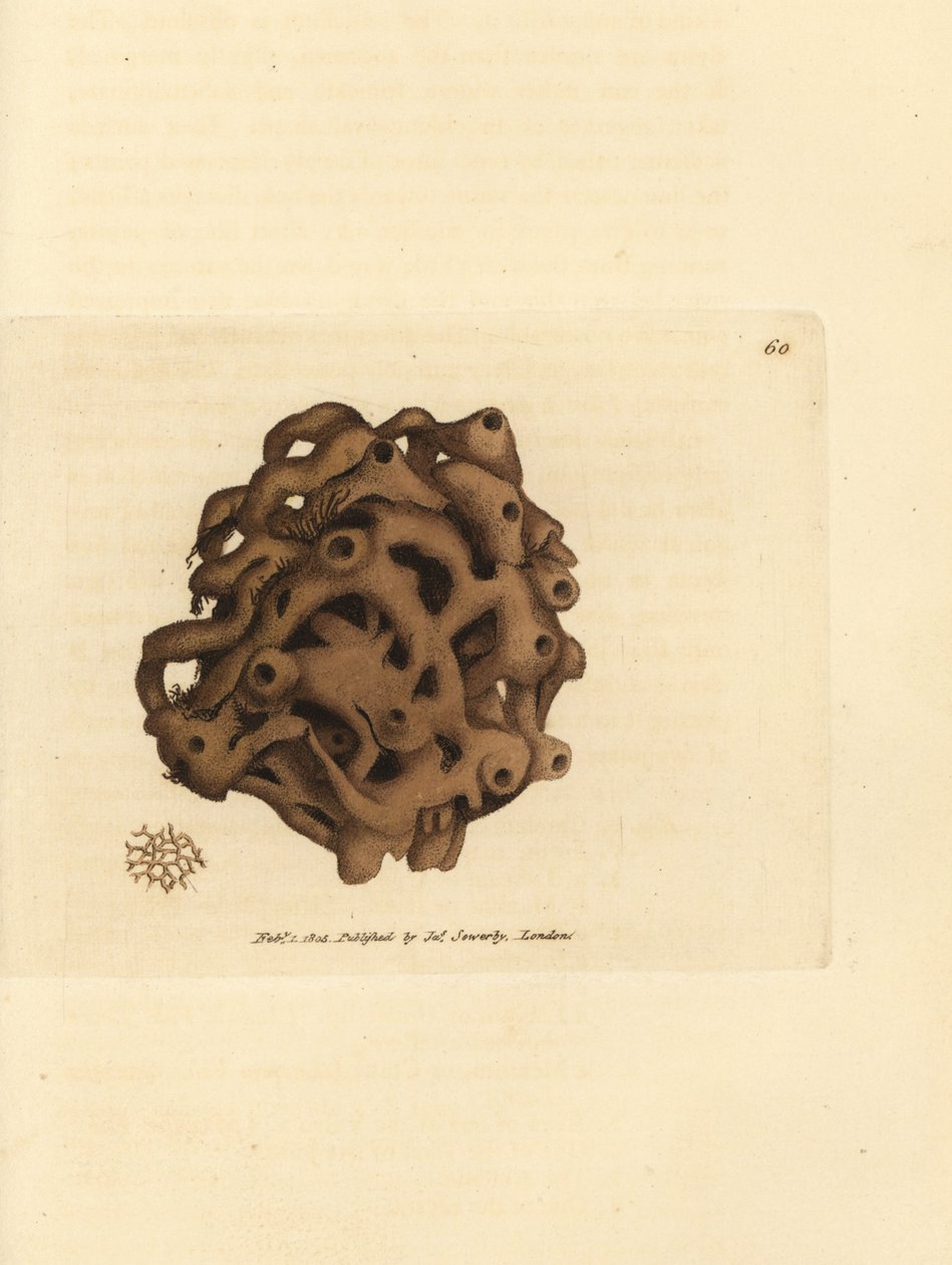 Houba, Haliclona cinerea (zrušená houba, Spongia cancellata). Ručně kolorovaná mědirytina od Jamese Sowerbyho z The British Miscellany nebo Barevné figurky nových, vzácných nebo málo známých zvířecích předmětů. od James Sowerby