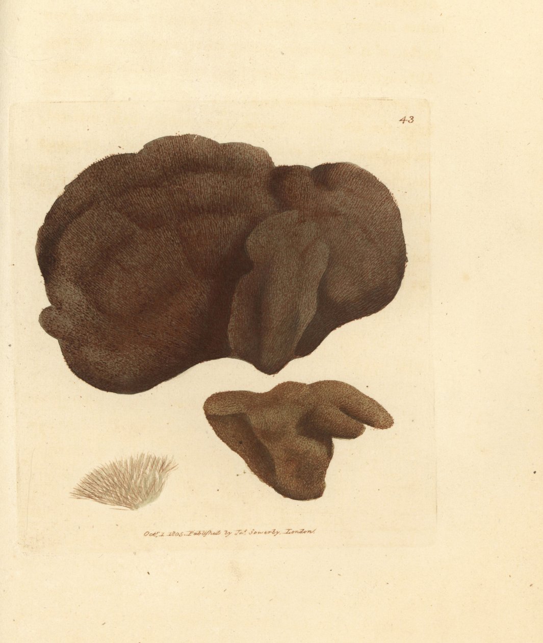 Houba, Spongionella pulchella (Spongia pulchella). Ručně kolorovaná mědirytina od Jamese Sowerbyho z The British Miscellany, aneb barevné postavy nových, vzácných nebo málo známých zvířecích předmětů. od James Sowerby