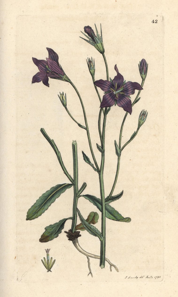 Zvonek rozprostřený, Campanula patula Ručně kolorovaná mědirytina podle ilustrace Jamese Sowerbyho z James Smith