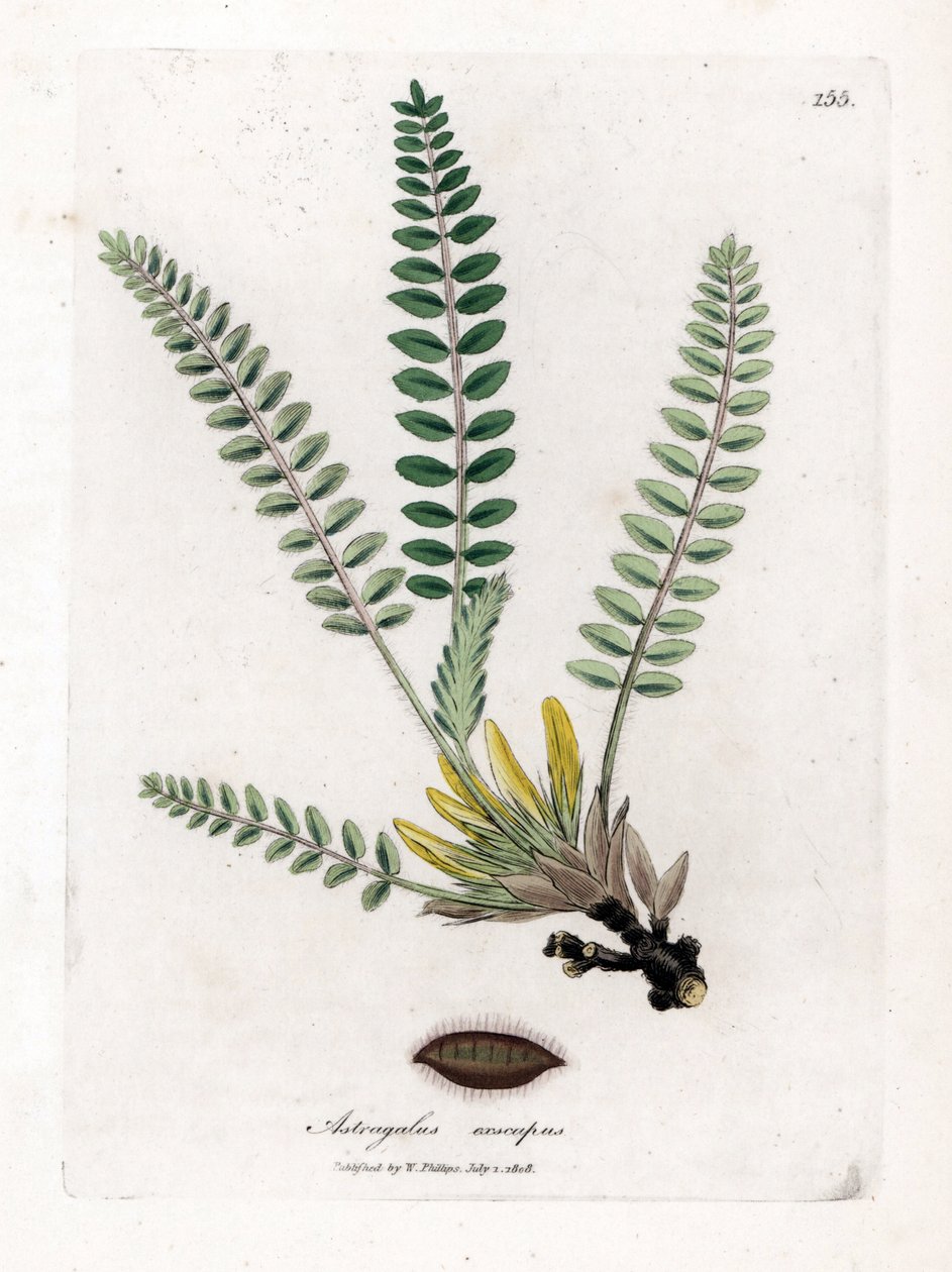 Astragalus bez stonku - Mléčný kozlík bez stonku, Astragalus excapus. Ručně kolorovaná mědirytina z botanické ilustrace Jamese Sowerbyho z Williama Woodvilla a Sira Williama Jacksona Hookera "" Medical Botany "," John Bohn, Londýn od James Sowerby