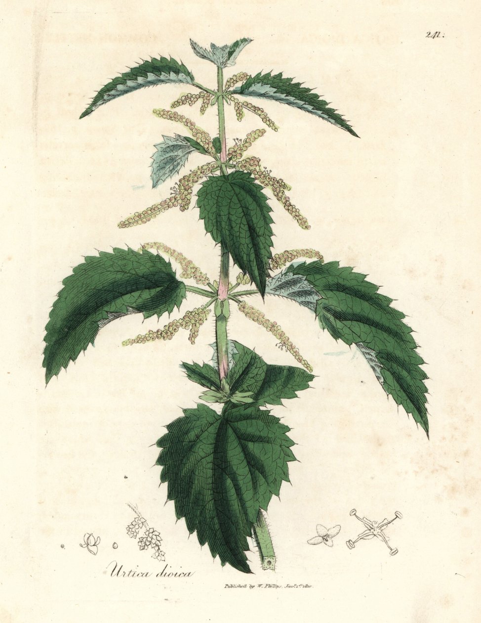 Kopřiva dvoudomá, Urtica dioica od James Sowerby