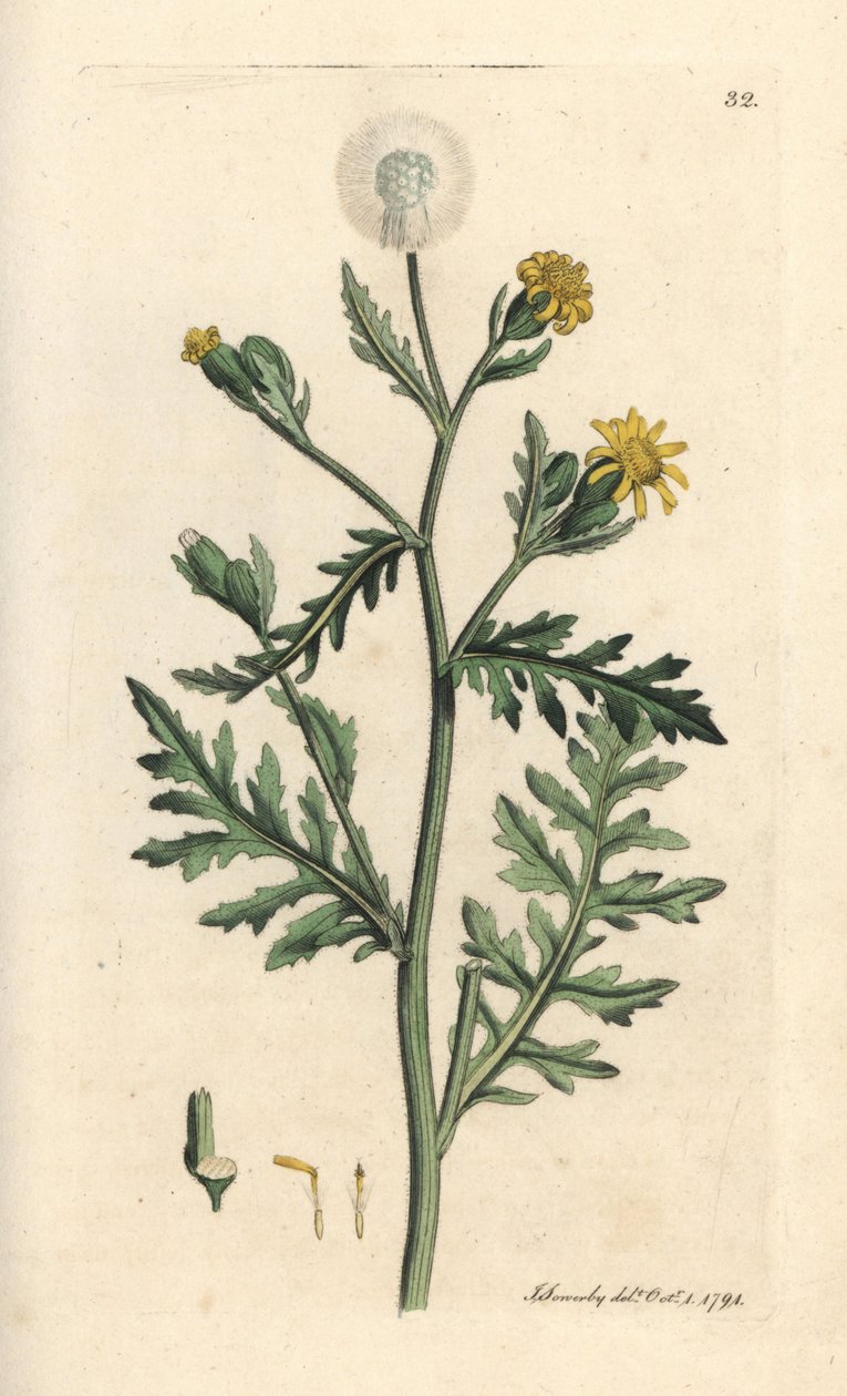 Páchnoucí nebo lepkavá sedlina, Senecio viscosus (viskózní senecon) Ručně kolorovaná mědirytina podle ilustrace Jamese Sowerbyho z James Smith