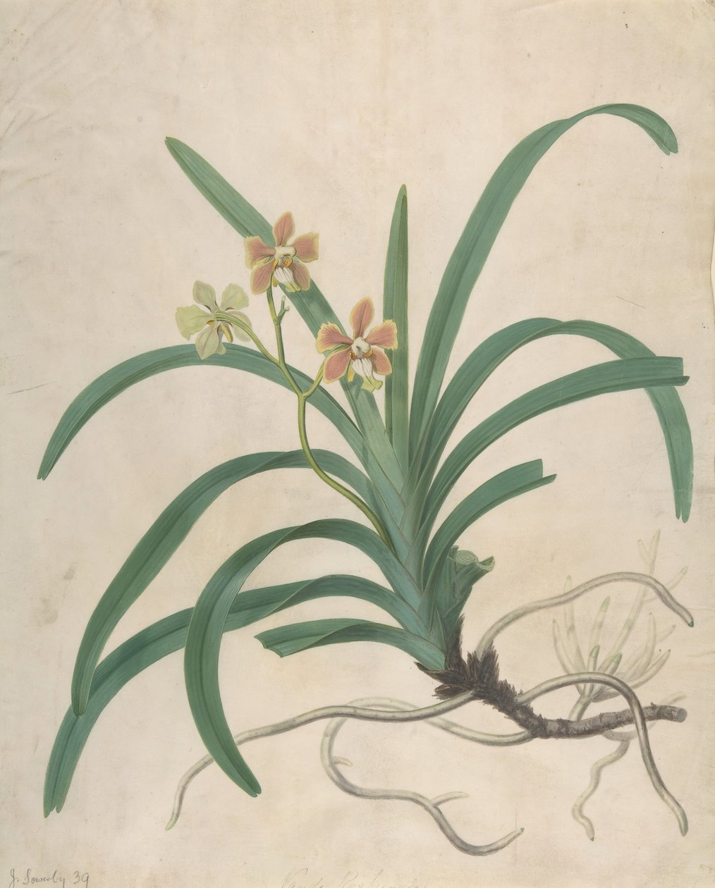 Studie orchideje, Vanda Roxburgia, před rokem 1822. od James Sowerby