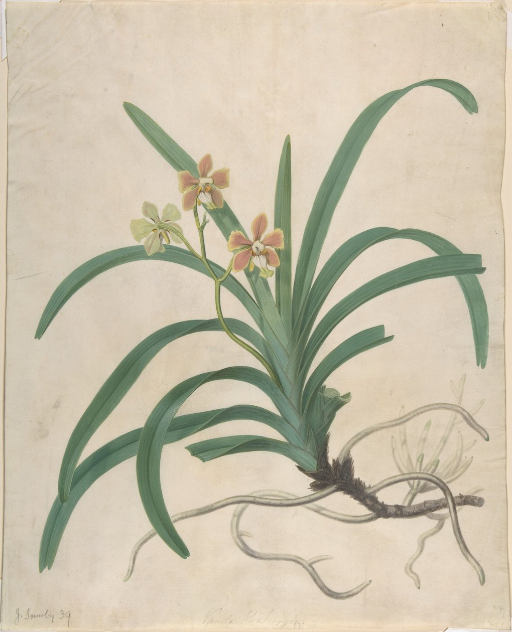Studie orchideje „Vanda Roxburgia“ od James Sowerby