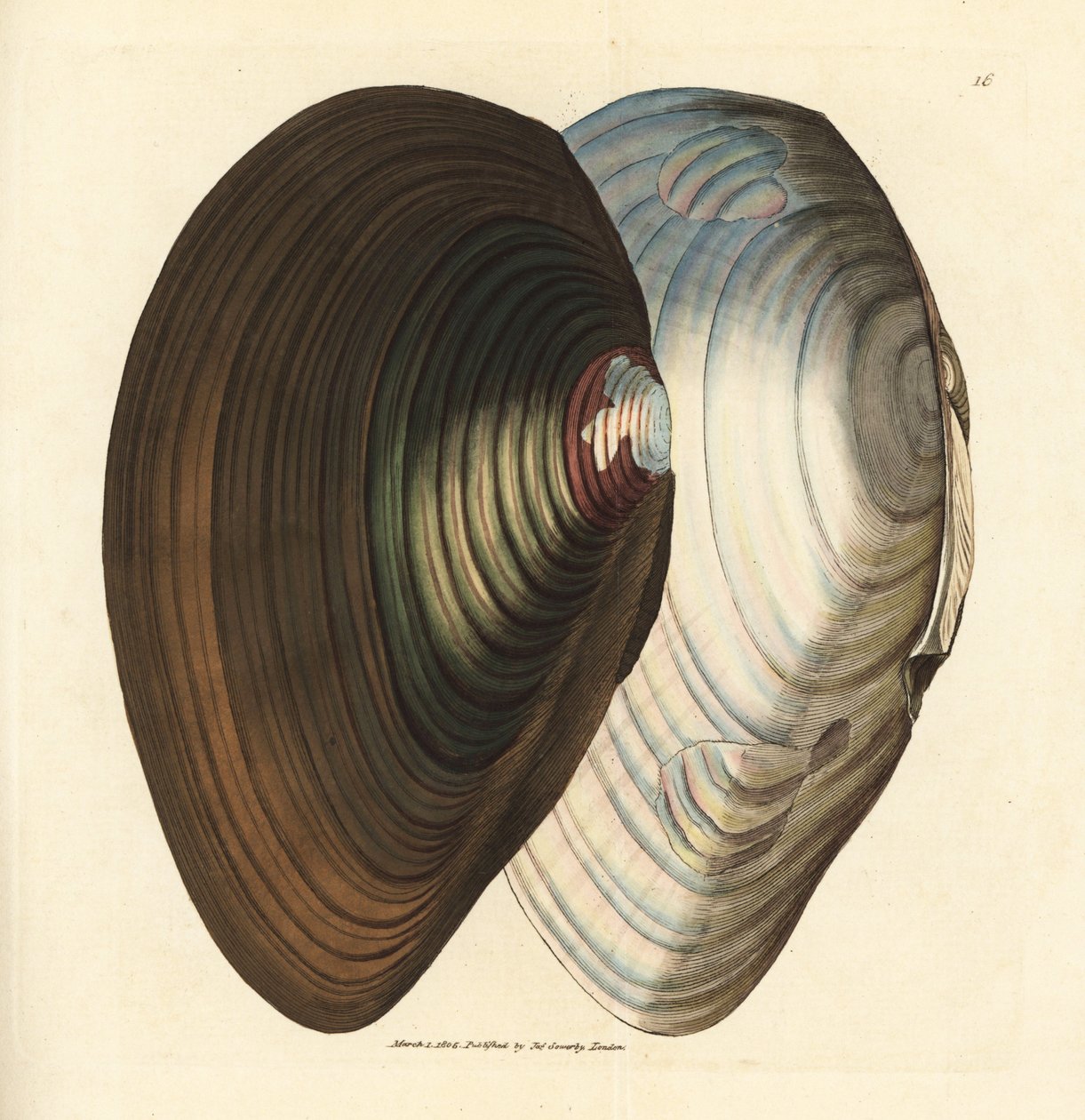 Slávka labutí, Anodonta stagnalis (Mytilus stagnalis). Ručně kolorovaná mědirytina od Jamese Sowerbyho z The British Miscellany nebo Barevné figurky nových, vzácných nebo málo známých zvířecích předmětů. od James Sowerby