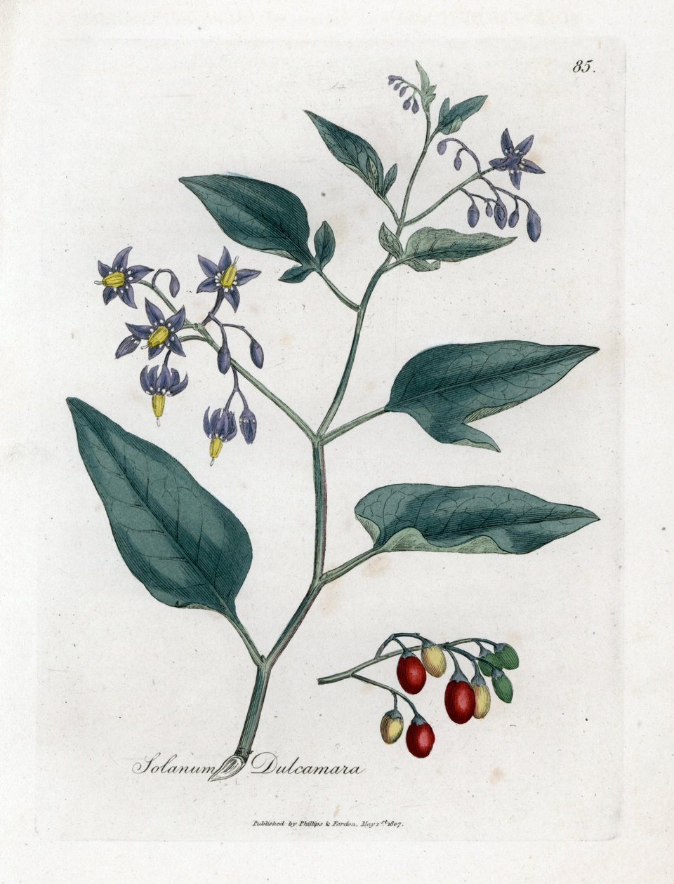 Sladká hořká nebo sladká hořká noc - Woody Nightshade, Solanum Dulcamara. Ruční gravírování měděné desky z botanické ilustrace Jamese Sowerbyho z Williama Woodville a „lékařské botaniky sira Williama Jacksona Hookera“, „John Bohn, Londýn od James Sowerby