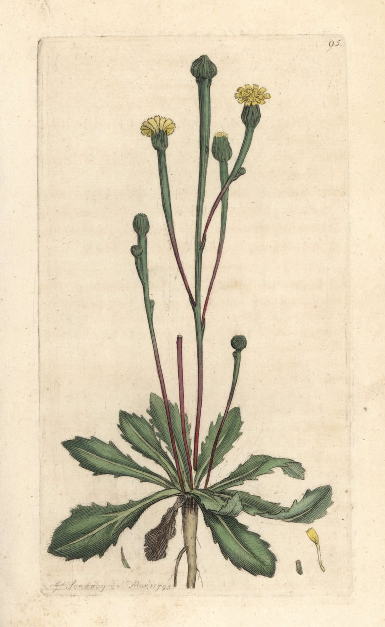 Swinův sucory, Arnoseris minima (Hyoseris minima). Ručně kolorovaná mědirytina podle ilustrace Jamese Sowerbyho z James Smith