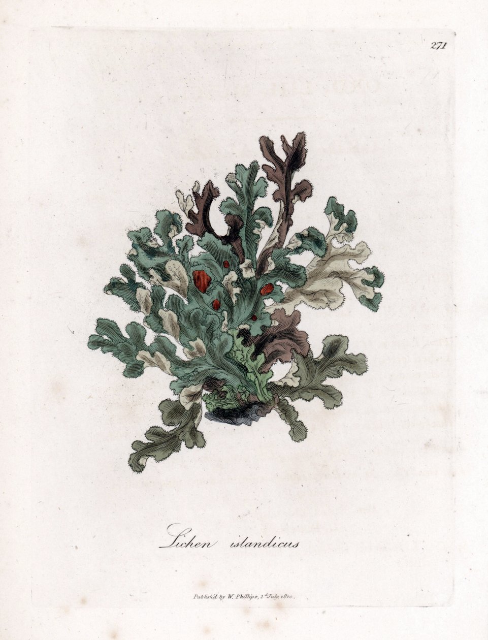 Thallus neboli islandský mech - Eryngolistý lišejník, Lichen islandicus. Ručně kolorovaná mědirytina z botanické ilustrace Jamese Sowerbyho z Williama Woodvilla a Sira Williama Jacksona Hookera "" Medical Botany "," John Bohn, Londýn od James Sowerby