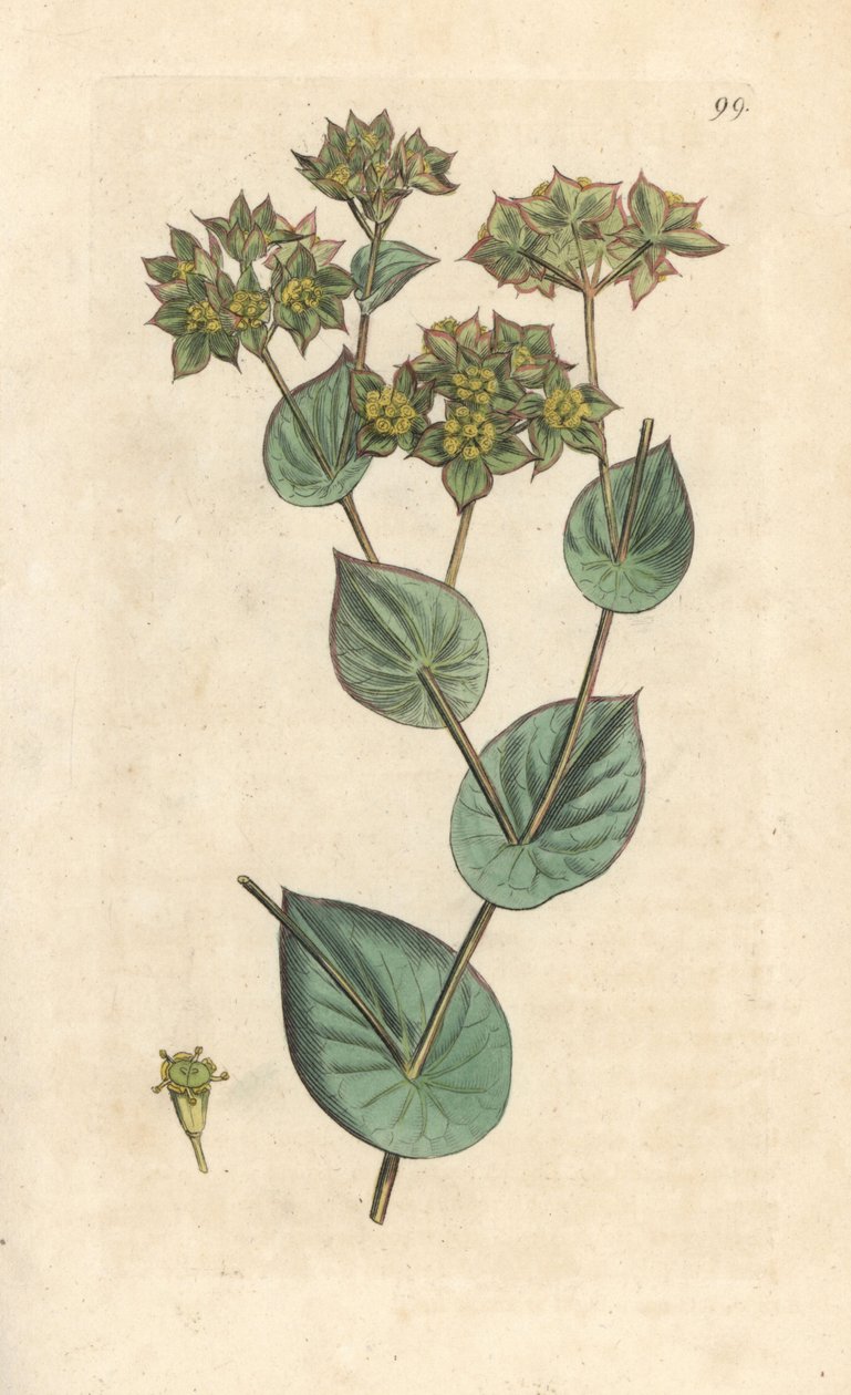 Vrhací vosk, Bupleurum rotundifolium. Ručně kolorovaná mědirytina podle ilustrace Jamese Sowerbyho z James Smith
