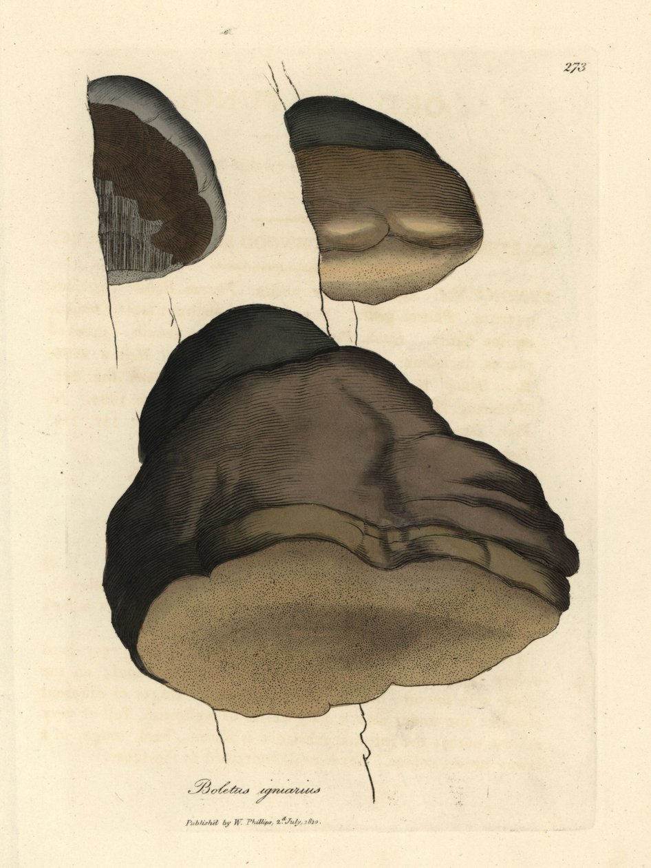Touchwood hřib nebo muchovník, Boletus igniarius od James Sowerby
