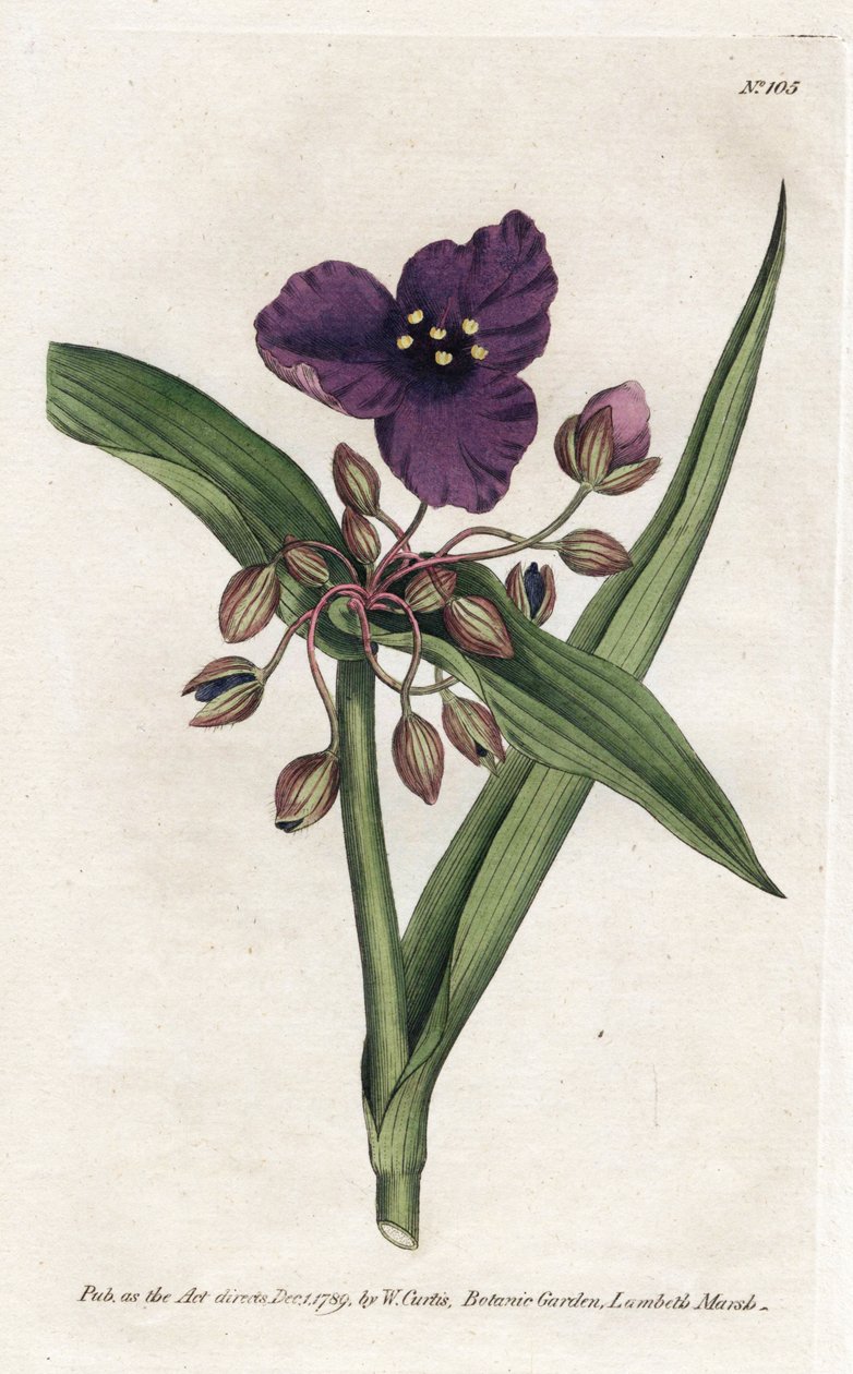 Tradescantia ou setcreasee - Litografie od Jamese Sowerbyho (1757-1822), z botanického časopisu Williama Curtise (1746-1799) od James Sowerby
