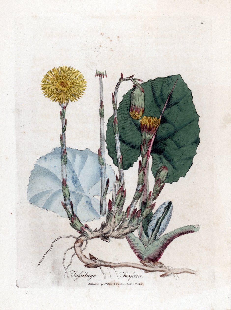 Tuslage or no osel - Podběl, Tussilago fara. Ručně kolorovaná mědirytina z botanické ilustrace Jamese Sowerbyho z Williama Woodvilla a Sira Williama Jacksona Hookera "" Medical Botany "," John Bohn, Londýn od James Sowerby