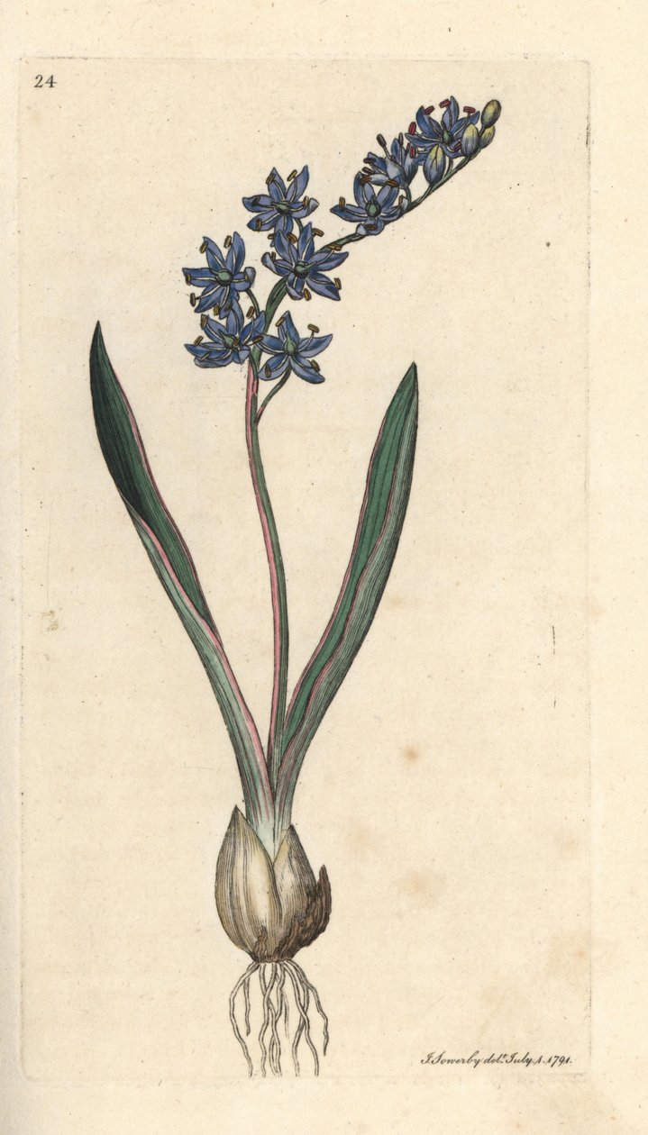 Lebka dvoulistá, Scilla bifolia Ručně kolorovaná mědirytina podle ilustrace Jamese Sowerbyho z James Smith