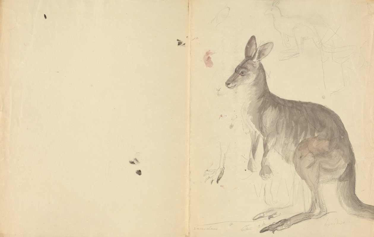 Dva klokani s detaily od James Sowerby