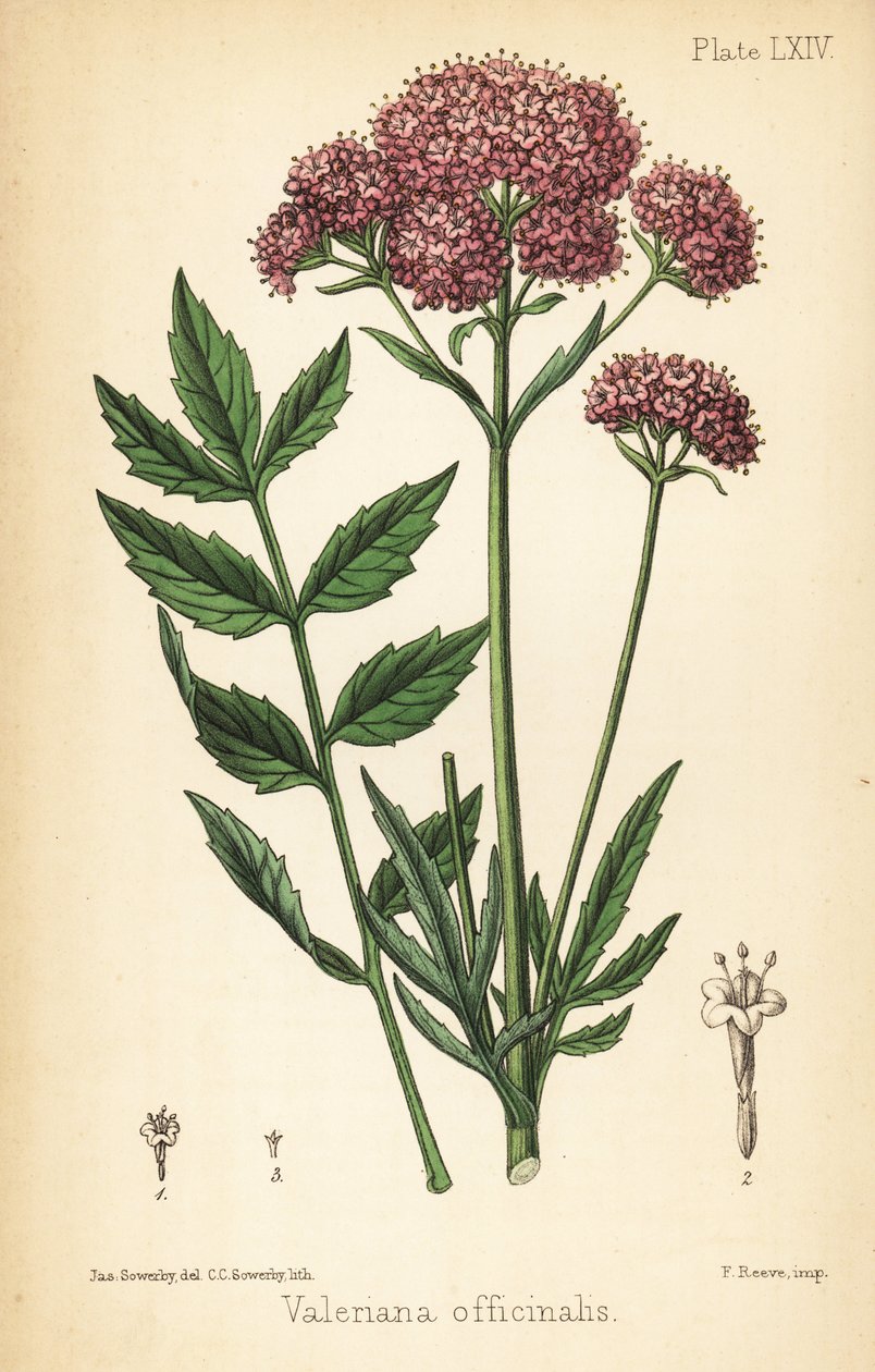 Valerian, Valeriana Officinalis. Handcoled litografie od Charlotte Caroline Sowerby po ilustraci Jamese Sowerbyho z Flora Homeopathica Edwarda Hamiltona, Bailliere, Londýn od James Sowerby
