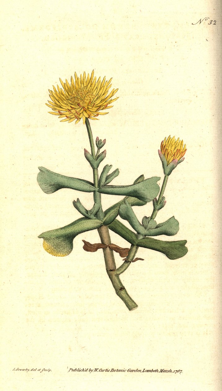 Odrůda ficoidu - měsíček sekerník-listý, Mesembryanthemum dolabriforme. Ručně kolorovaná mědirytina a botanická ilustrace od Jamese Sowerbyho z The Botanical Magazine Williama Curtise, Lambeth Marsh, Londýn od James Sowerby