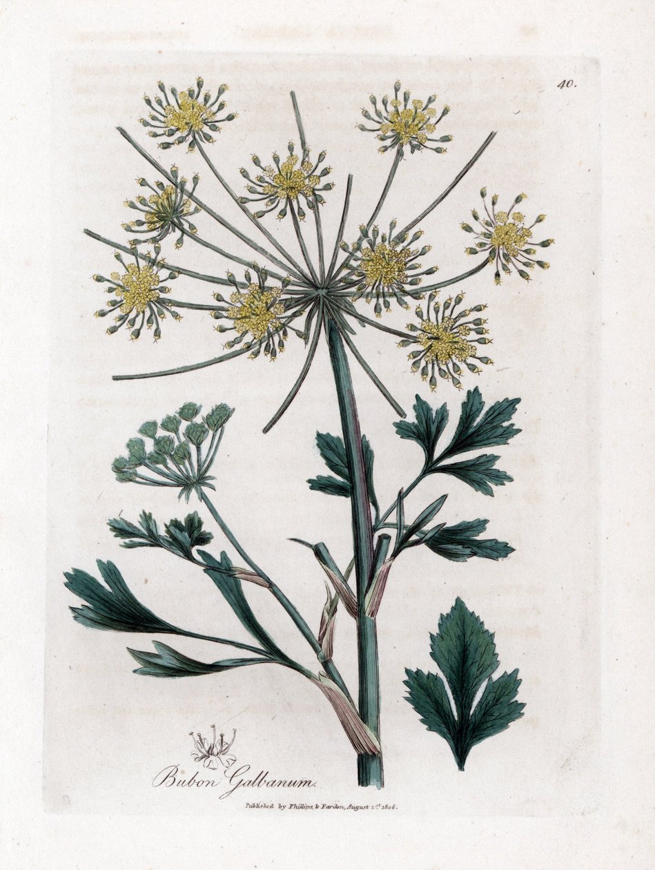 Variete umbellifere produkující pryskyřice - lova -listná bubon, Bubon Galbanum. Ruční gravírování měděné desky z botanické ilustrace Jamese Sowerbyho z Williama Woodville a „lékařské botaniky sira Williama Jacksona Hookera“, „John Bohn, Londýn od James Sowerby