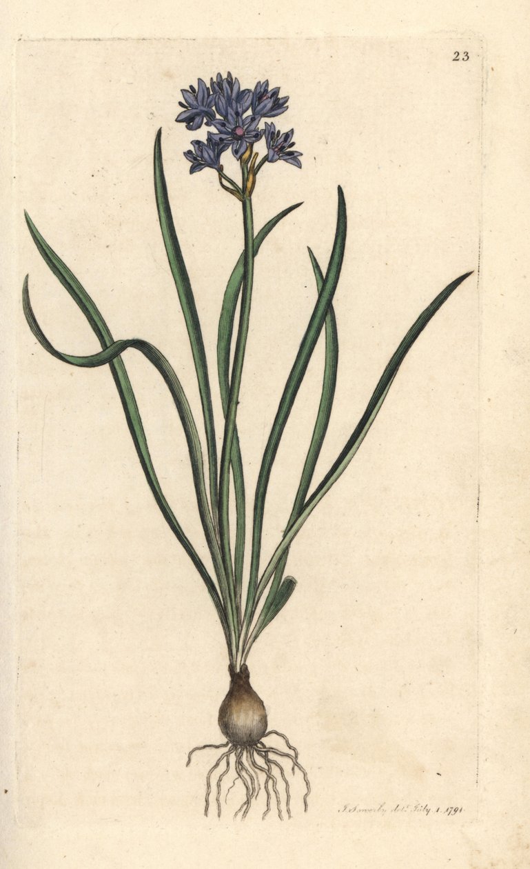 Jarní nebo jarní squill, Scilla verna (Spring Scille) Ručně kolorovaná mědirytina podle ilustrace Jamese Sowerbyho z James Smith