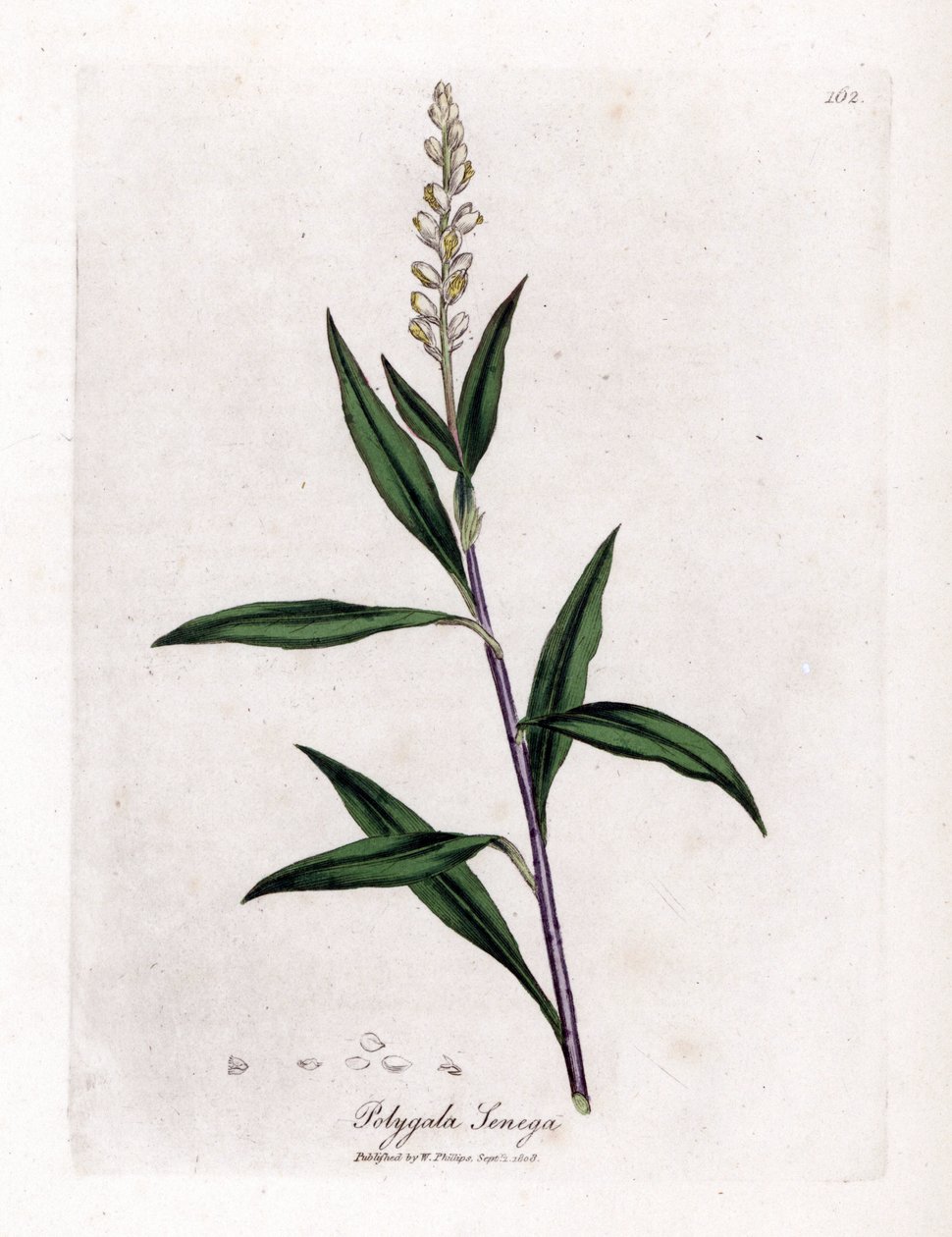 Virginia polygale neboli mléčná tráva - Senega, Polygala senega. Ručně kolorovaná mědirytina z botanické ilustrace Jamese Sowerbyho z Williama Woodvilla a Sira Williama Jacksona Hookera "" Medical Botany "," John Bohn, Londýn od James Sowerby