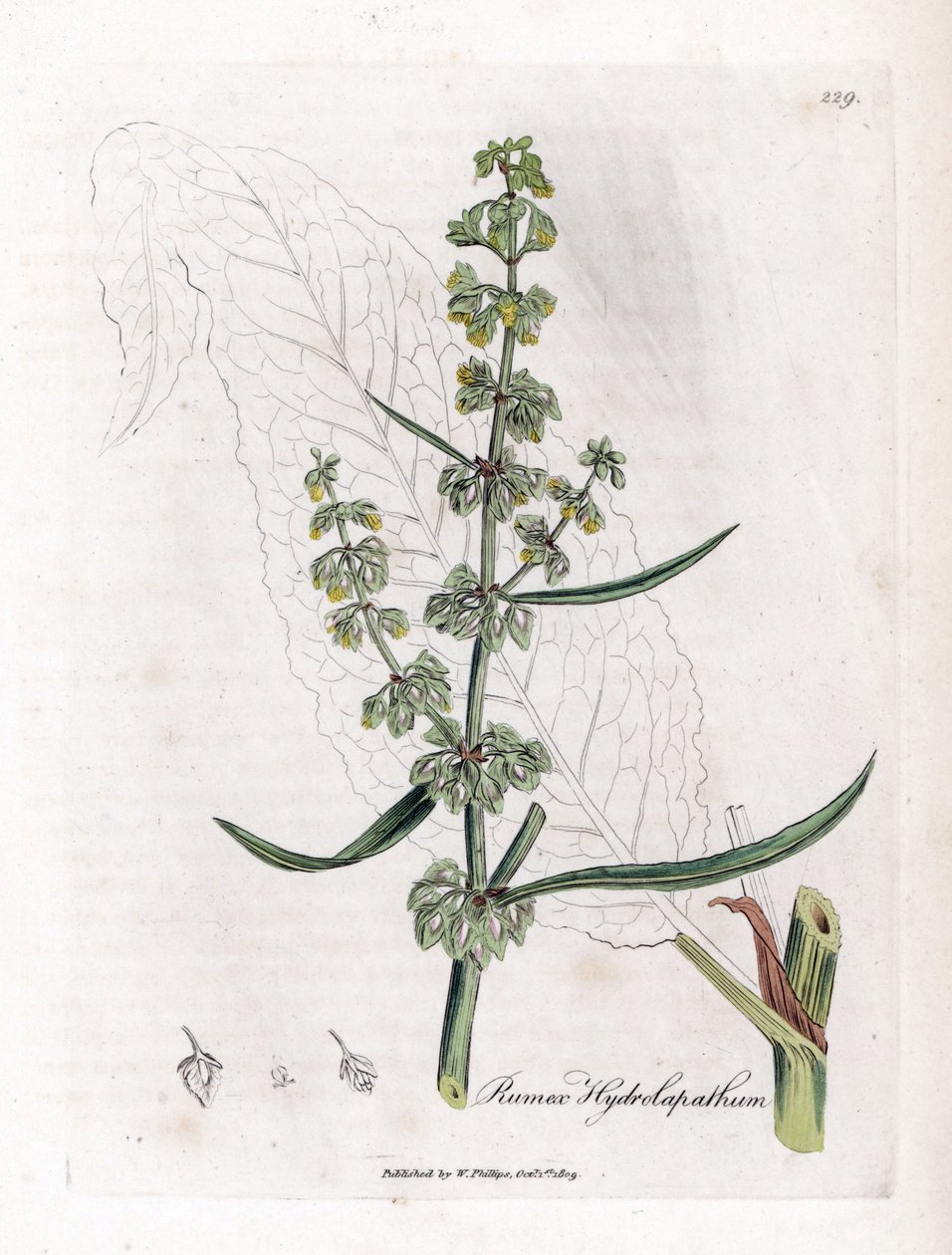 Water Patience nebo Aquatic Patience - Velký vodní dok, Rumex hydrolapathum. Ručně kolorovaná mědirytina z botanické ilustrace Jamese Sowerbyho z Williama Woodvilla a Sira Williama Jacksona Hookera "" Medical Botany "," John Bohn, Londýn od James Sowerby