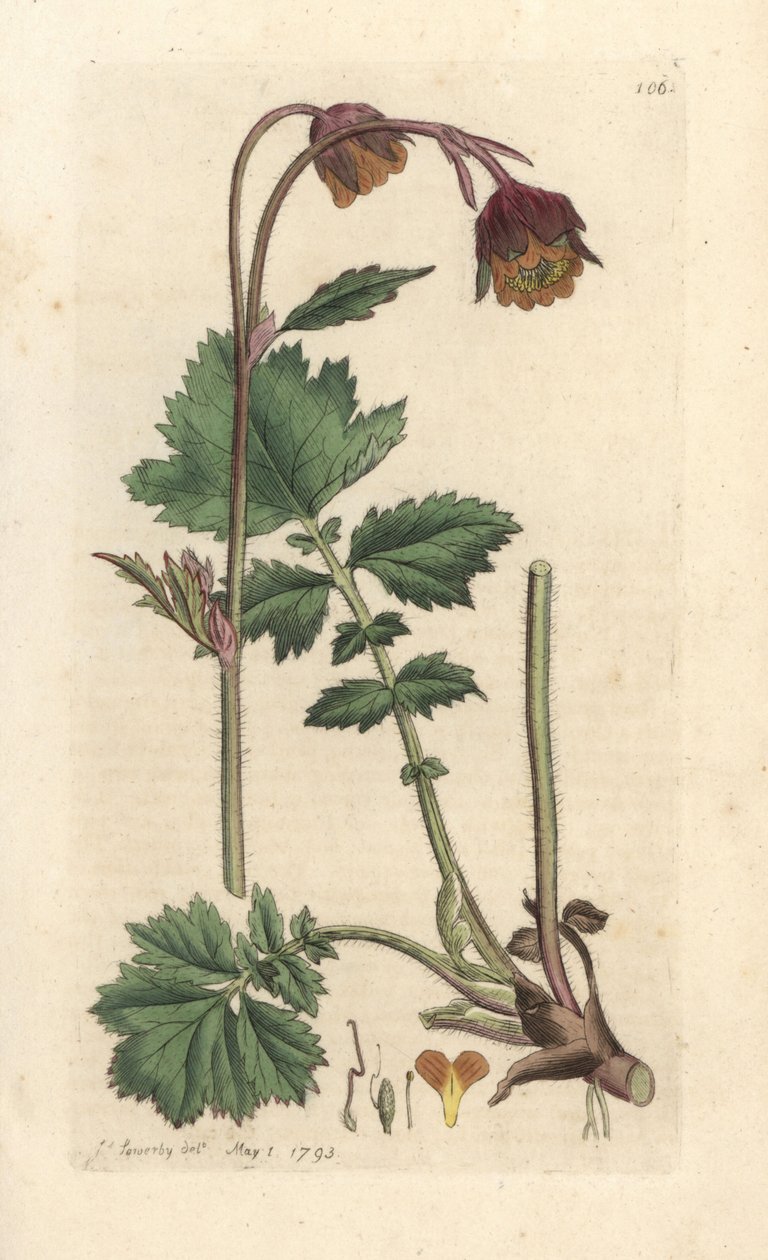 Water avens, Geum soupeří s ručně kolorovanou mědirytinou podle ilustrace Jamese Sowerbyho z James Smith