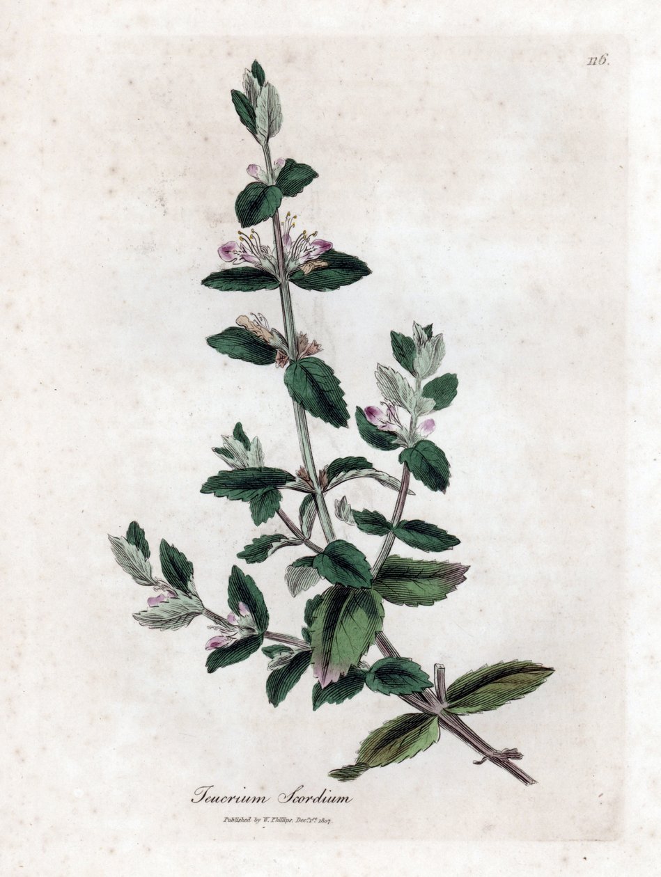 Vodní germandree - Vodní germandre, Teucrium scordium. Ručně kolorovaná mědirytina z botanické ilustrace Jamese Sowerbyho z Williama Woodvilla a Sira Williama Jacksona Hookera "" Medical Botany "," John Bohn, Londýn od James Sowerby