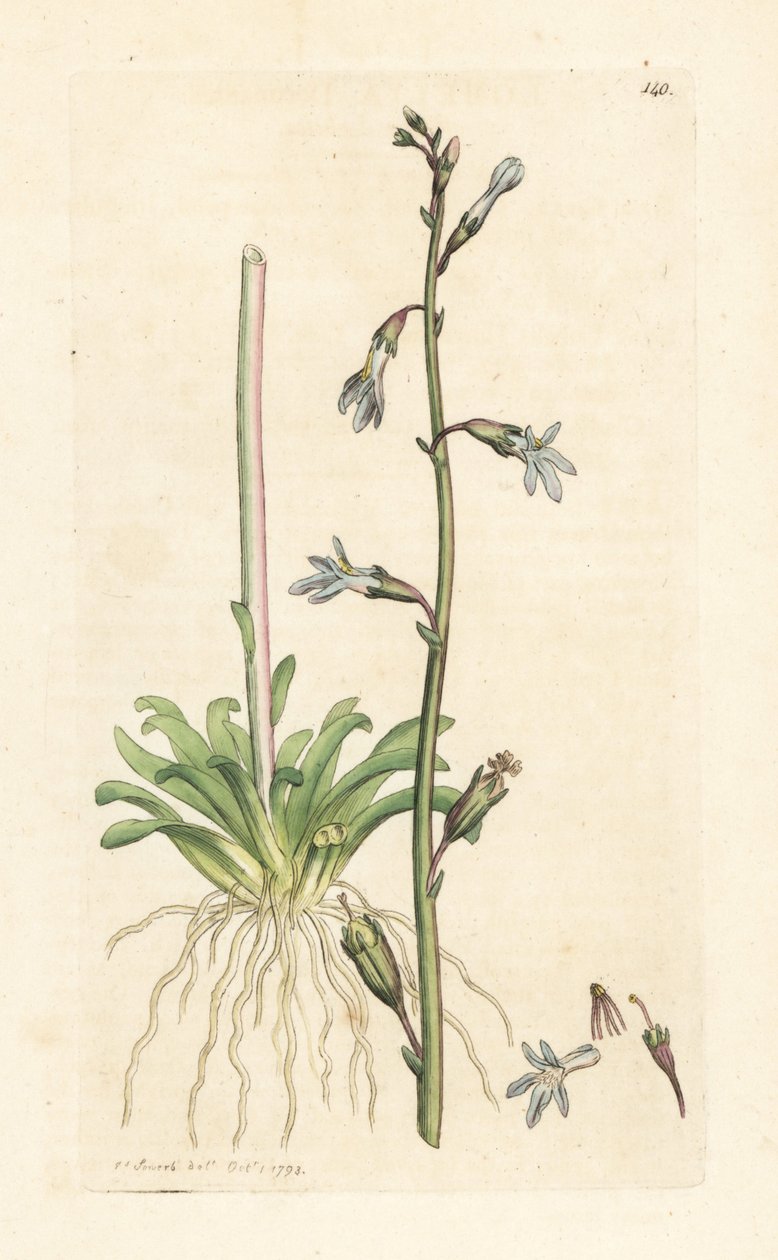Vodní lobelie, Lobelia dortmanna (Lobelie de Dortmann) Ručně kolorovaná mědirytina podle ilustrace Jamese Sowerbyho z James Smith