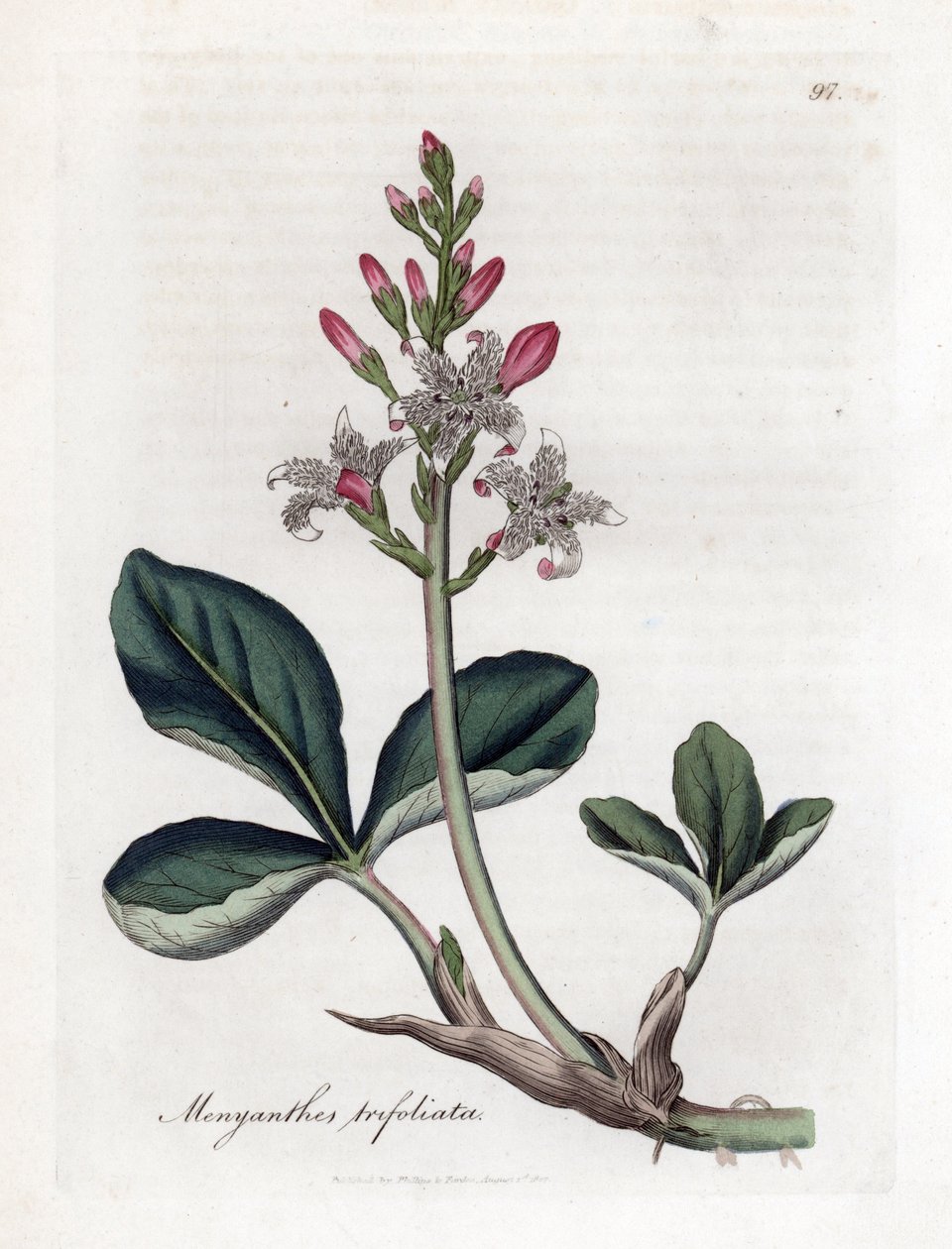 Vodní trojlístek nebo buckbean, Menyanthes trifoliata. Ručně kolorovaná mědirytina z botanické ilustrace Jamese Sowerbyho z Williama Woodvilla a Sira Williama Jacksona Hookera "" Medical Botany "," John Bohn, Londýn od James Sowerby