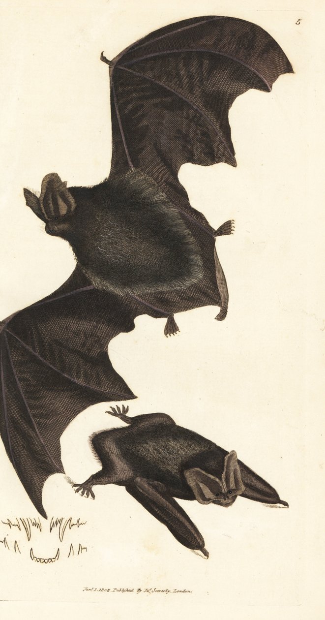 netopýr západní, Barbastella barbastellus barbastellus (Vespertilio barbastellus). Ručně kolorovaná mědirytina od Jamese Sowerbyho z The British Miscellany nebo Barevné figurky nových, vzácných nebo málo známých zvířecích předmětů. od James Sowerby