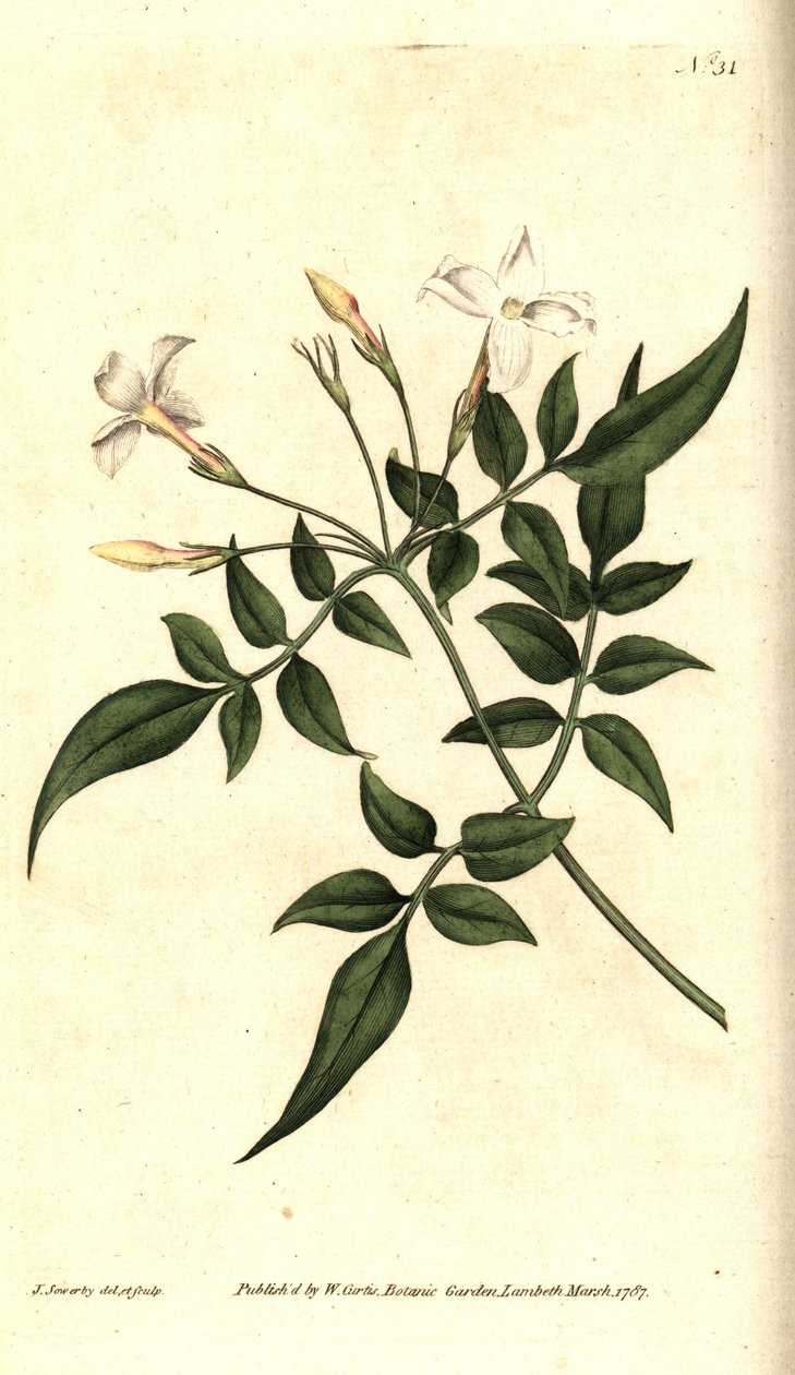 Bílý jasmín (nebo jasmín lékařský) - Jasmín lékařský nebo jasmín lékařský, Jasminum officinale. Ručně kolorovaná mědirytina a botanická ilustrace od Jamese Sowerbyho z The Botanical Magazine Williama Curtise, Lambeth Marsh, Londýn od James Sowerby
