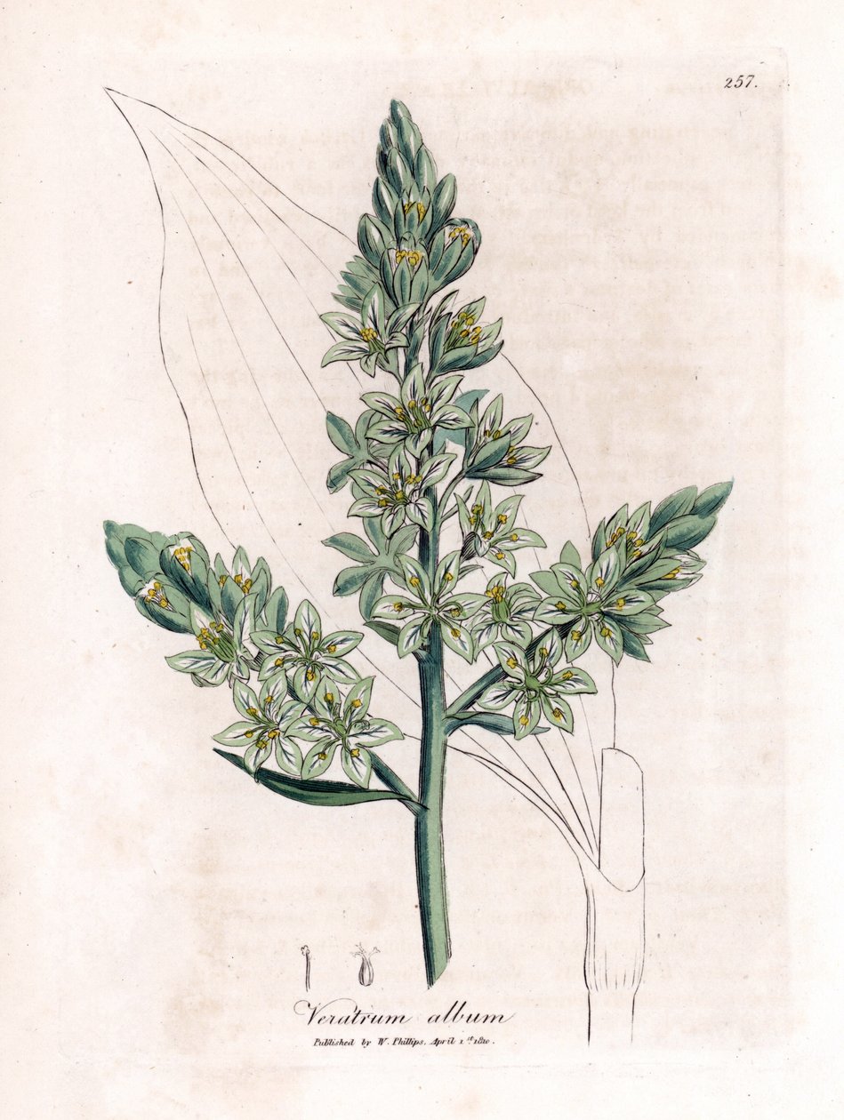 White Veratre (dříve čemeřice bílá) - Čemeřice bílá, album Veratrum. Ručně kolorovaná mědirytina z botanické ilustrace Jamese Sowerbyho z Williama Woodvilla a Sira Williama Jacksona Hookera "" Medical Botany "," John Bohn, Londýn od James Sowerby