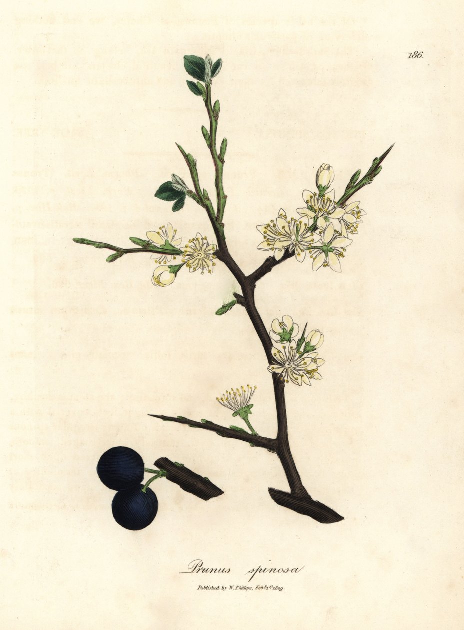 Bílé květy a modré bobule trnkového stromu Prunus spinosa od James Sowerby