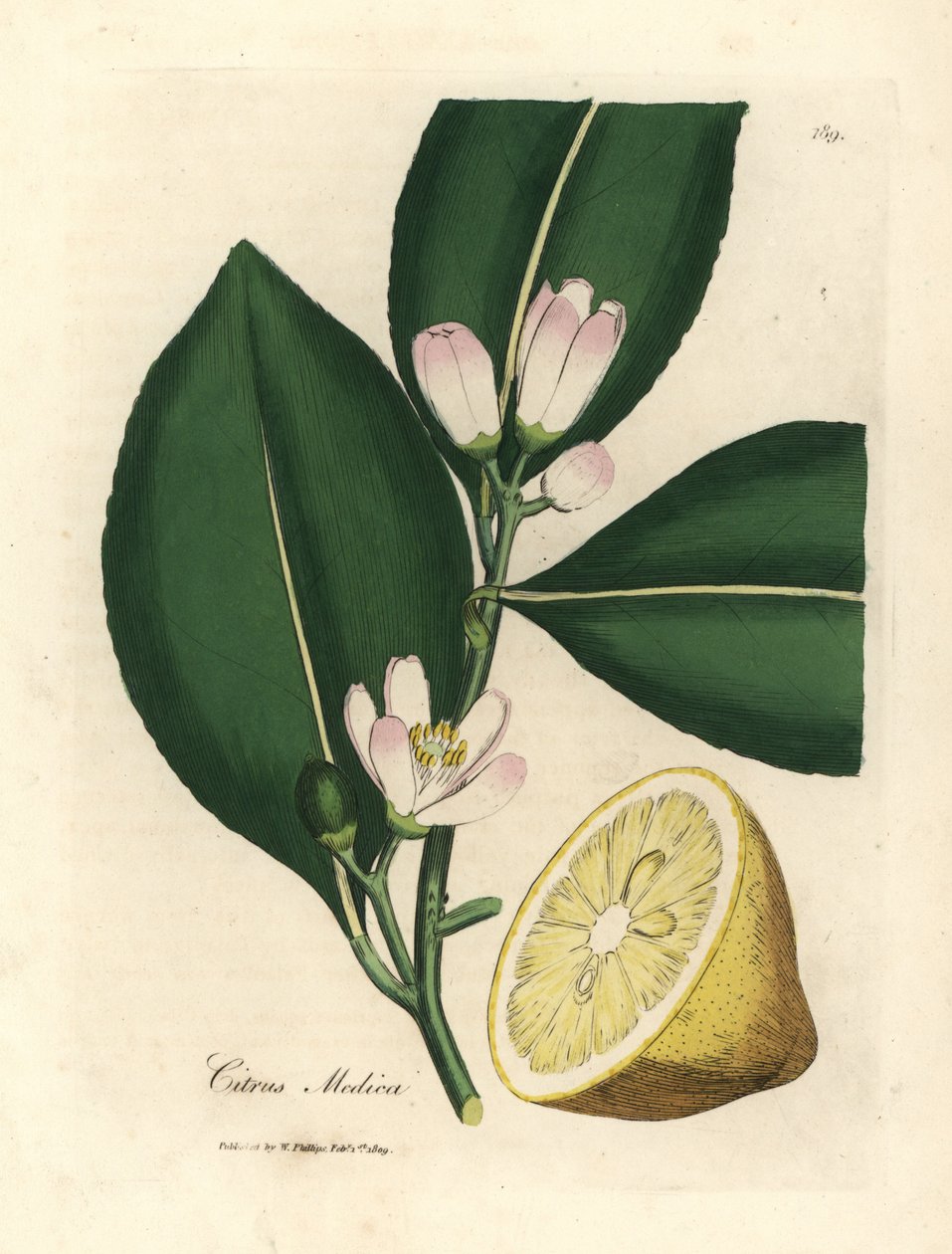 Bílý květ a zralé ovoce segment citroníku, Citrus medica od James Sowerby