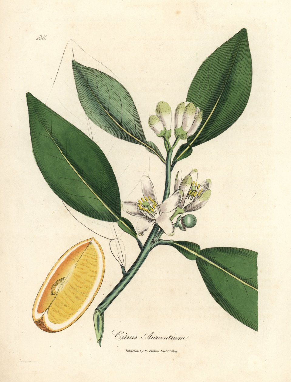 Bílý květ a zralé ovoce segment pomerančovníku, Citrus aurantium od James Sowerby