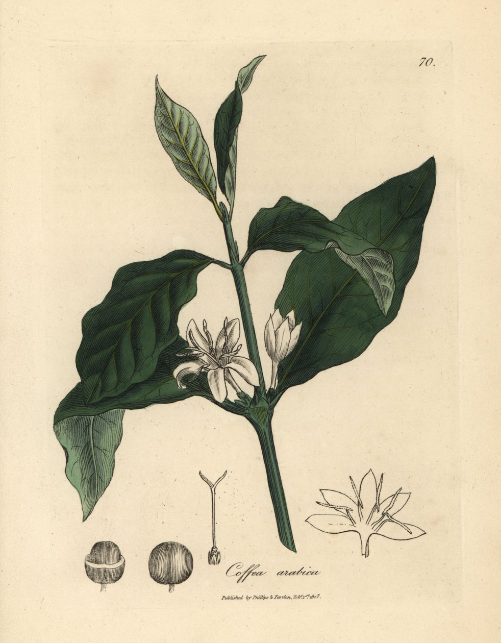 Bílý květ, listy a fazole kávovníku, Coffea arabica od James Sowerby