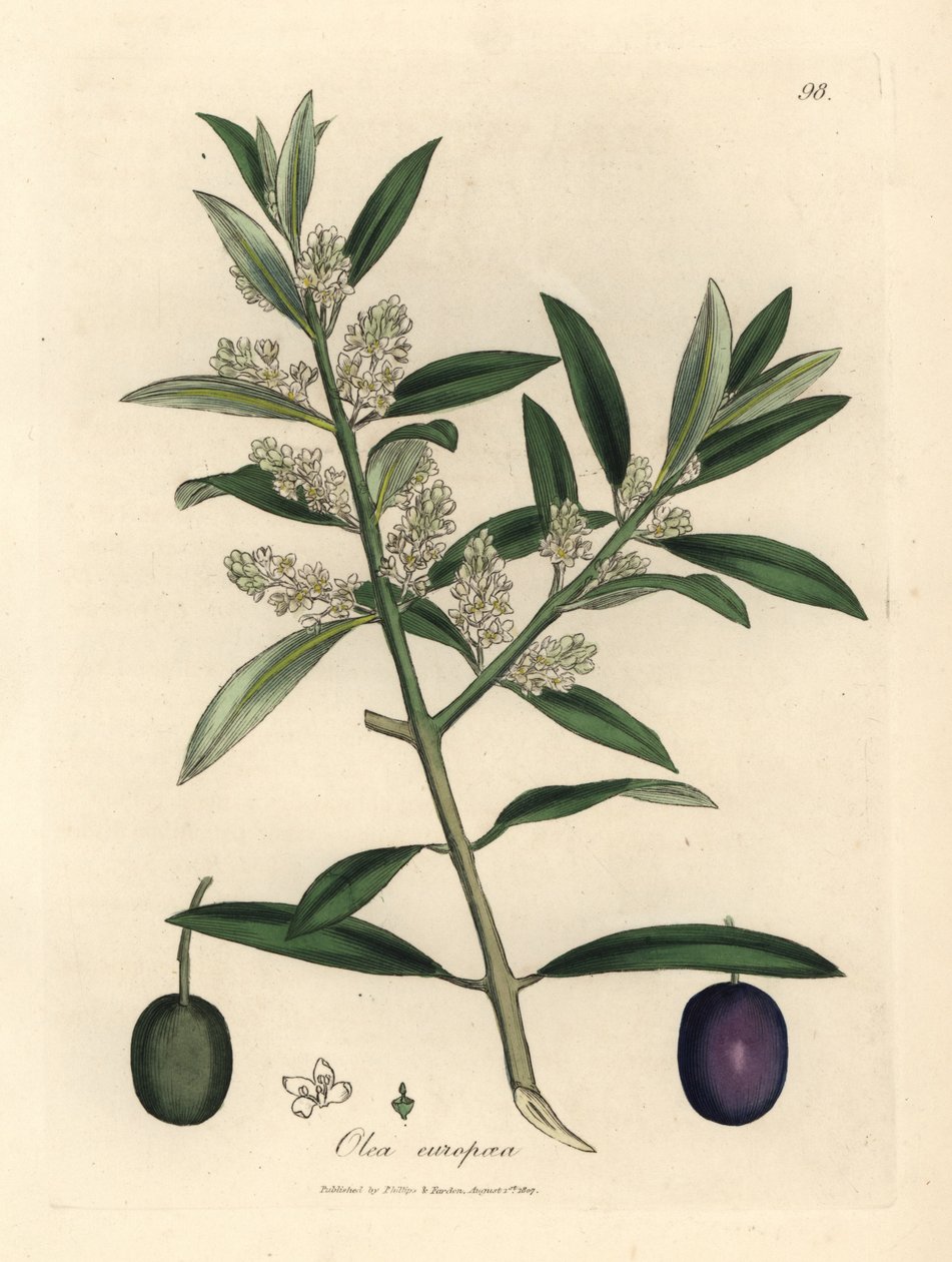 Bíle květovaný evropský olivovník s plody, Olea europaea od James Sowerby