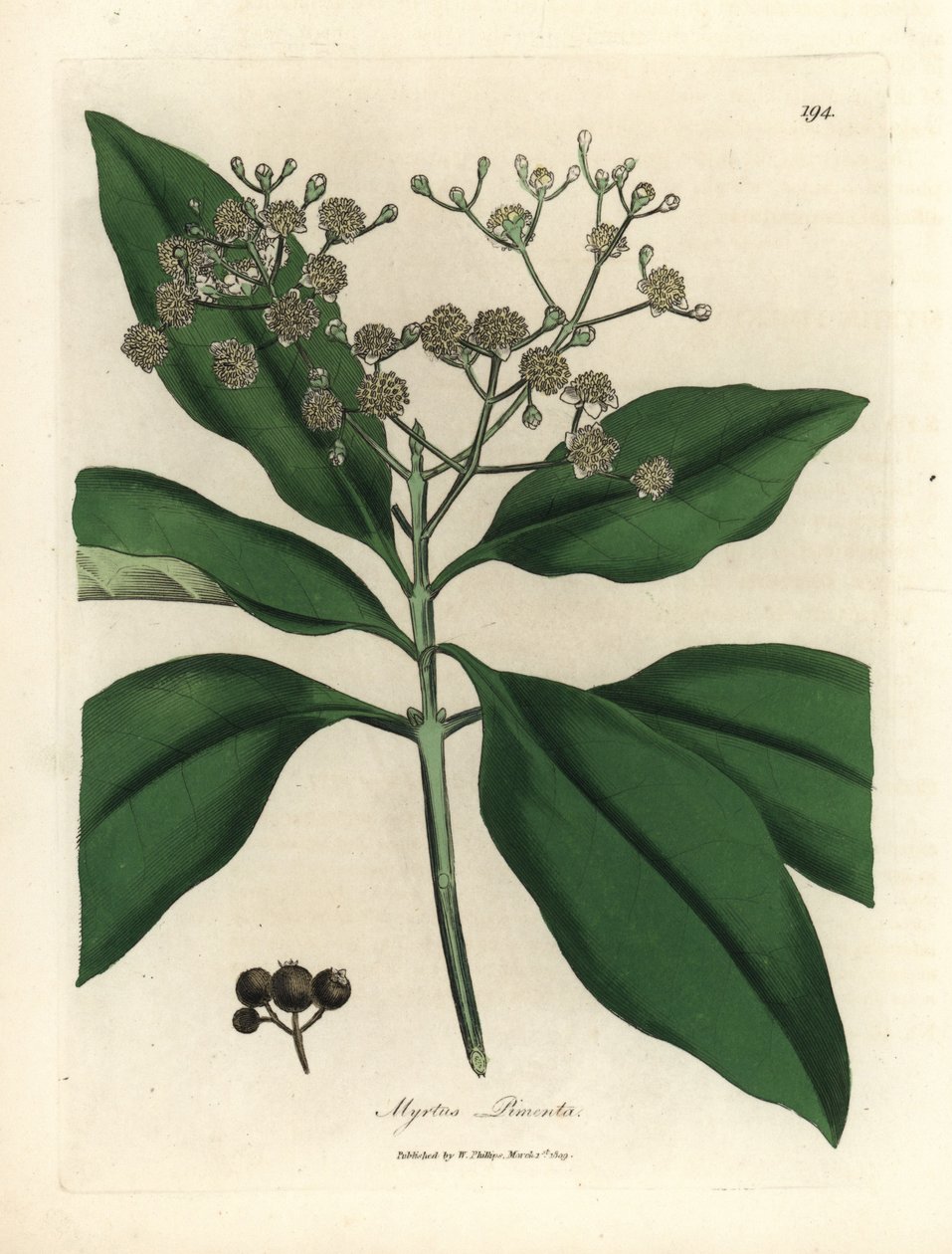 Bíle květovaný všekořeněný strom, Myrtus pimenta od James Sowerby