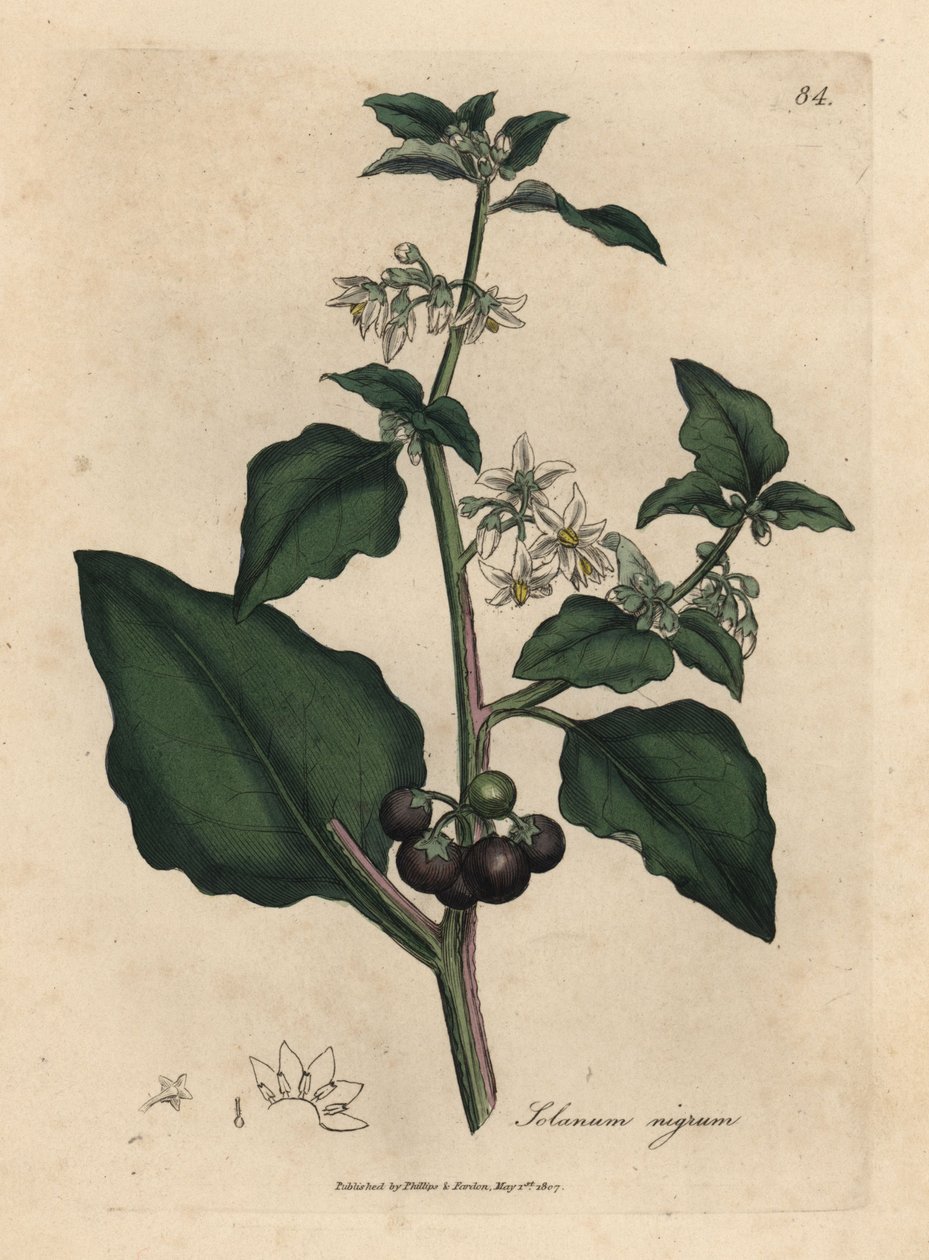 Bílé květy, černá bobule, lilek zahradní, Solanum nigrum od James Sowerby