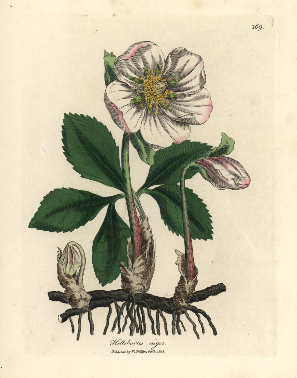 Bíle květovaná čemeřice černá nebo vánoční růže, Helleborus niger od James Sowerby
