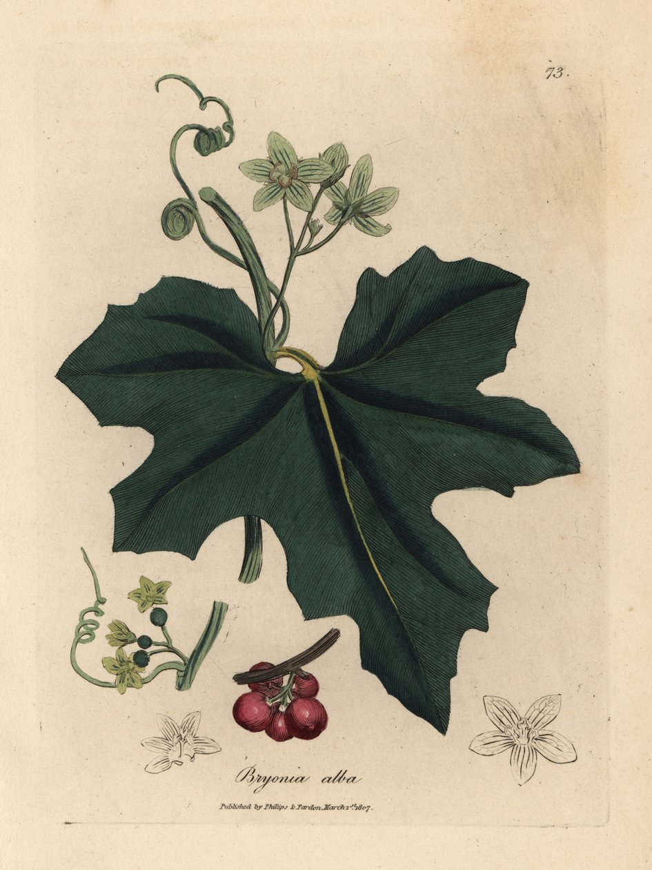 Bíle květovaná bryony, Bryonia alba od James Sowerby