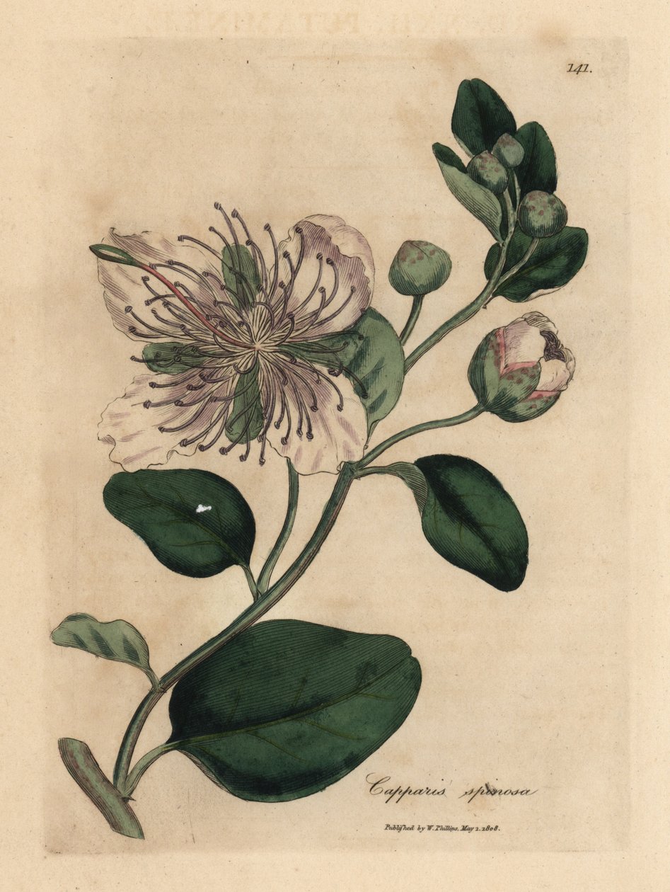 Bíle květovaný keř kapary, Capparis spinosa od James Sowerby