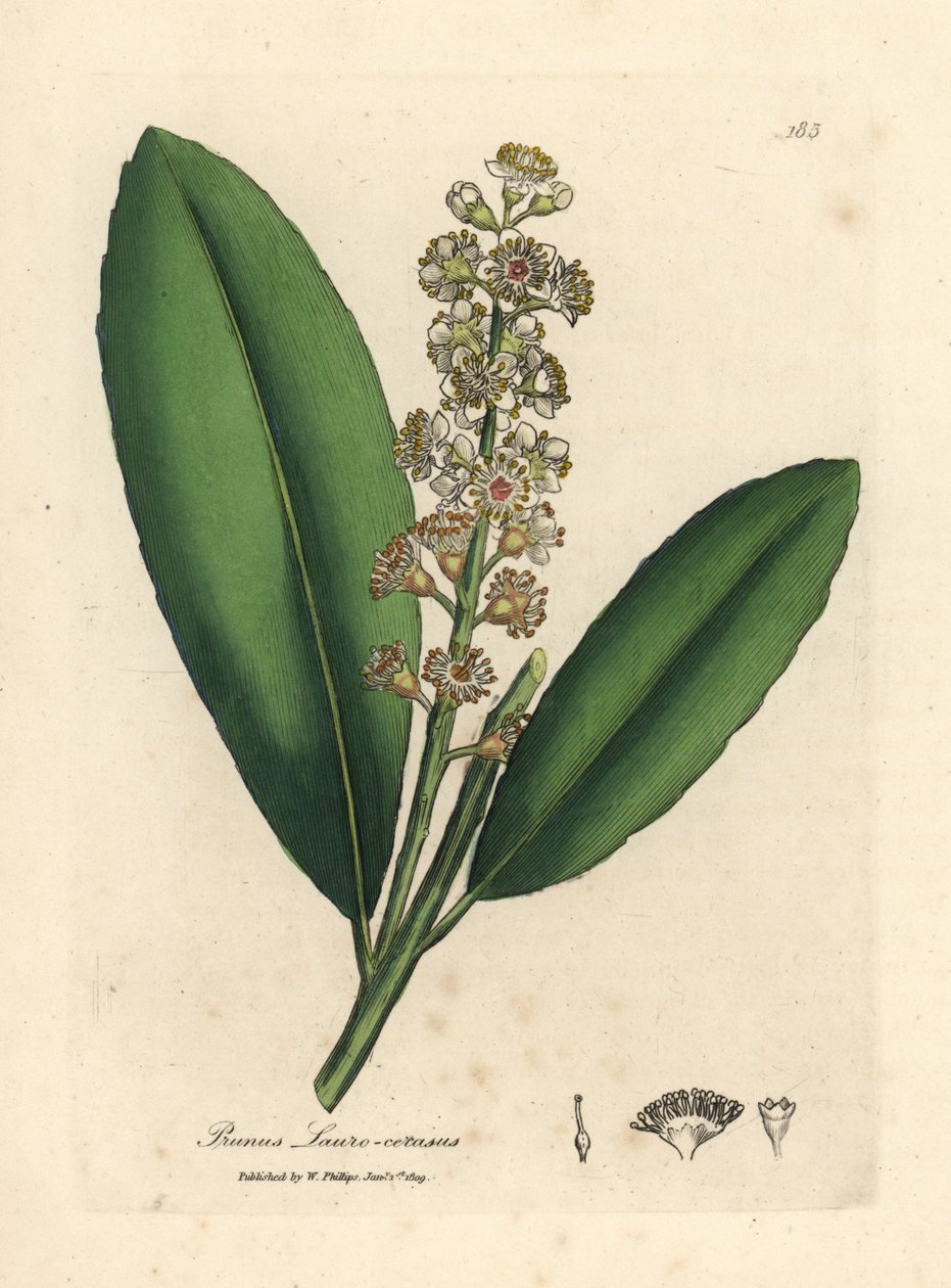 Bílá květovaná třešeň vavřínový strom, Prunus laurocerasus od James Sowerby