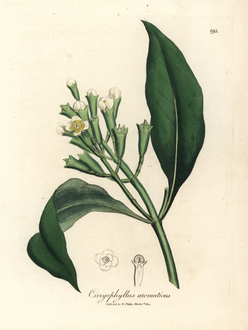 Bíle květovaný hřebíček koření, Caryophyllus aromaticus od James Sowerby