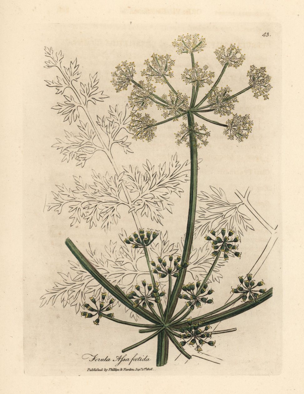 Bíle květovaný obří fenykl nebo asafoetida, Ferula assafoetida od James Sowerby