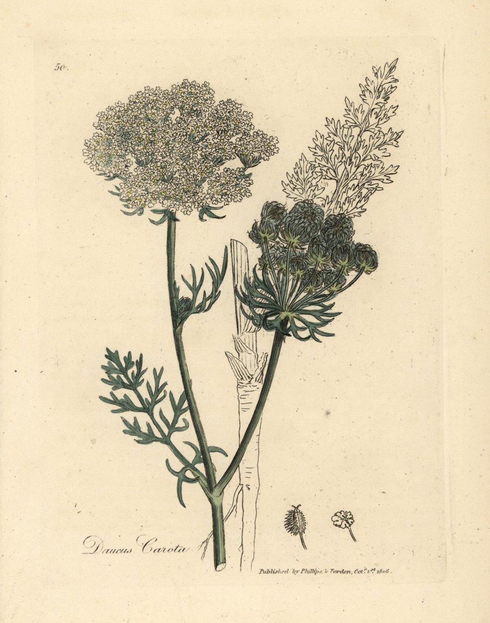 Bílá květovaná rostlina divoké mrkve, Daucus carota od James Sowerby